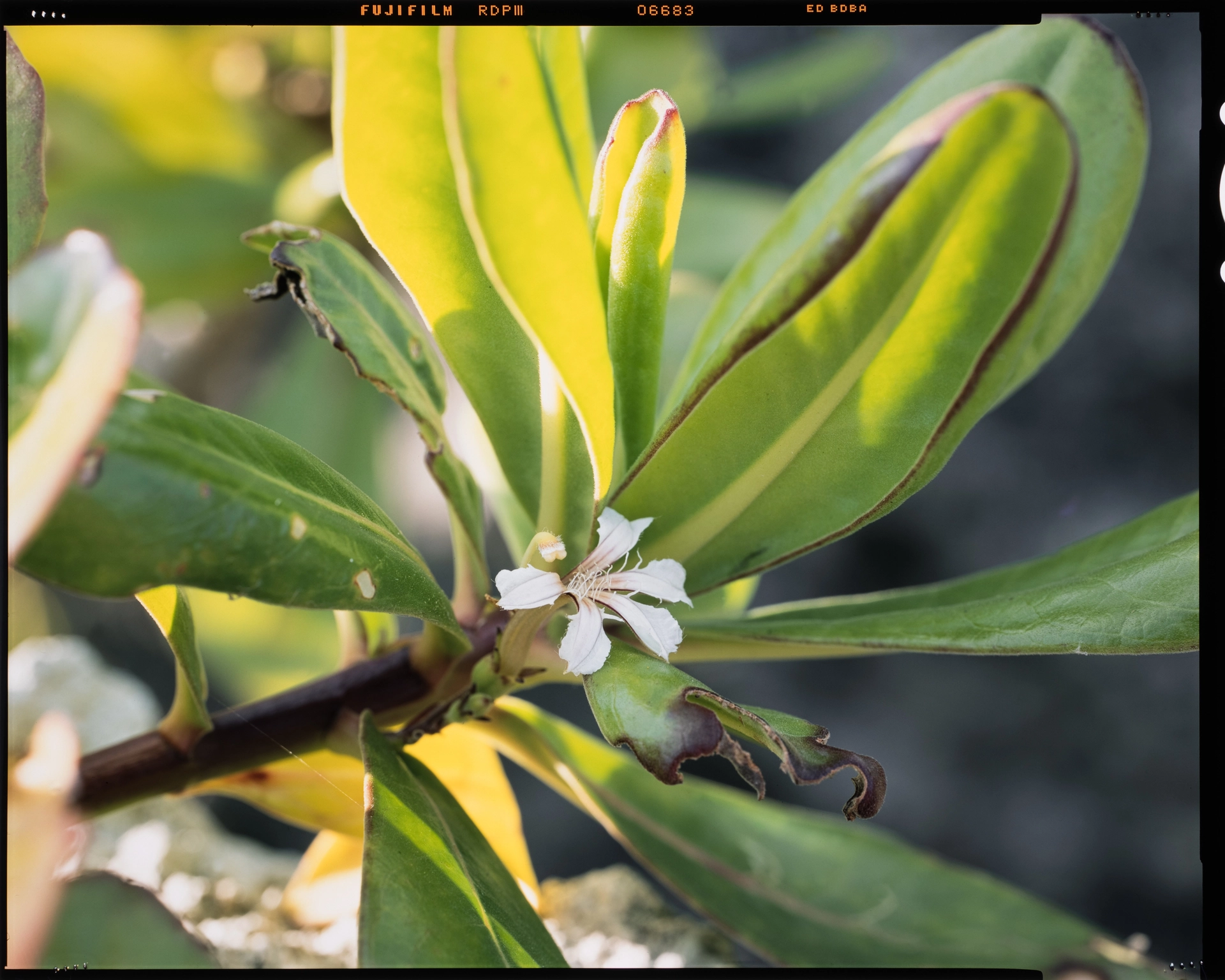 Scaevola taccada